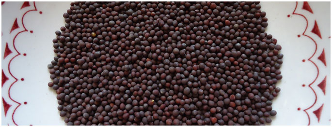 indian-black-mustard-seeds-large