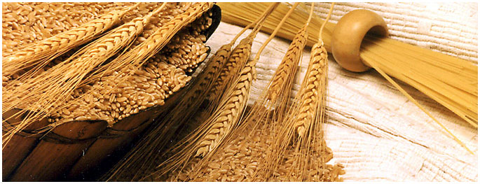 indian-feed-wheat